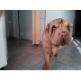 Shar Pei macho de 8 meses con papeles FCA VENTA